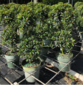 6" Eugenia Topiary 2 Ball